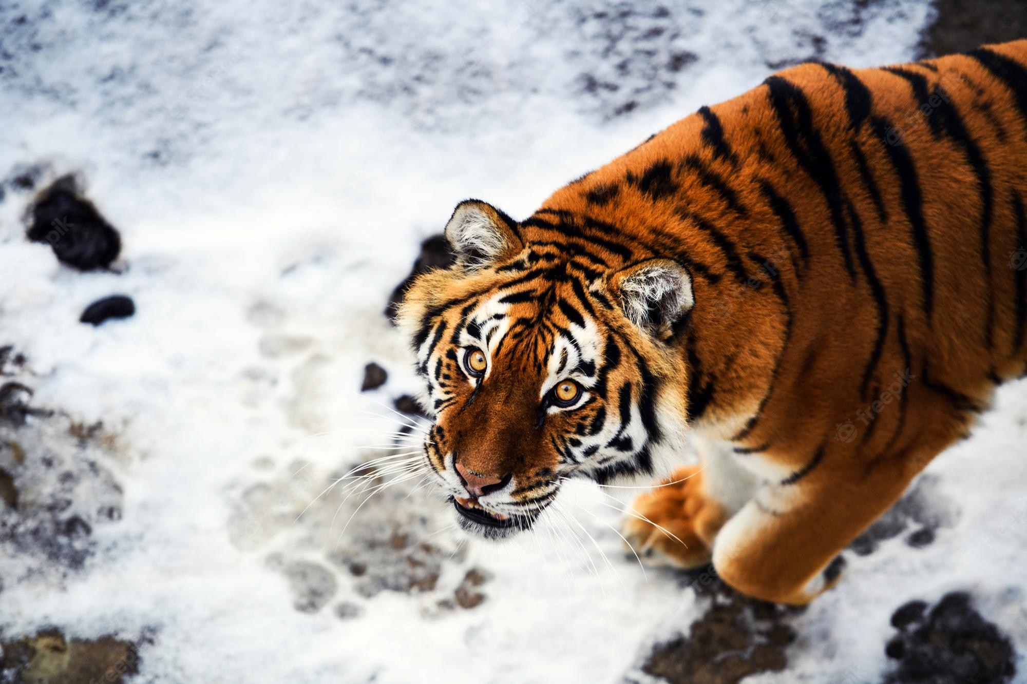 Snow Tiger Wallpapers