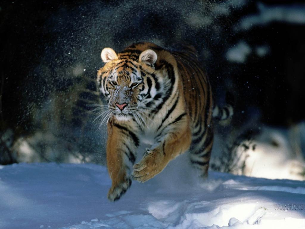 Snow Tiger Wallpapers