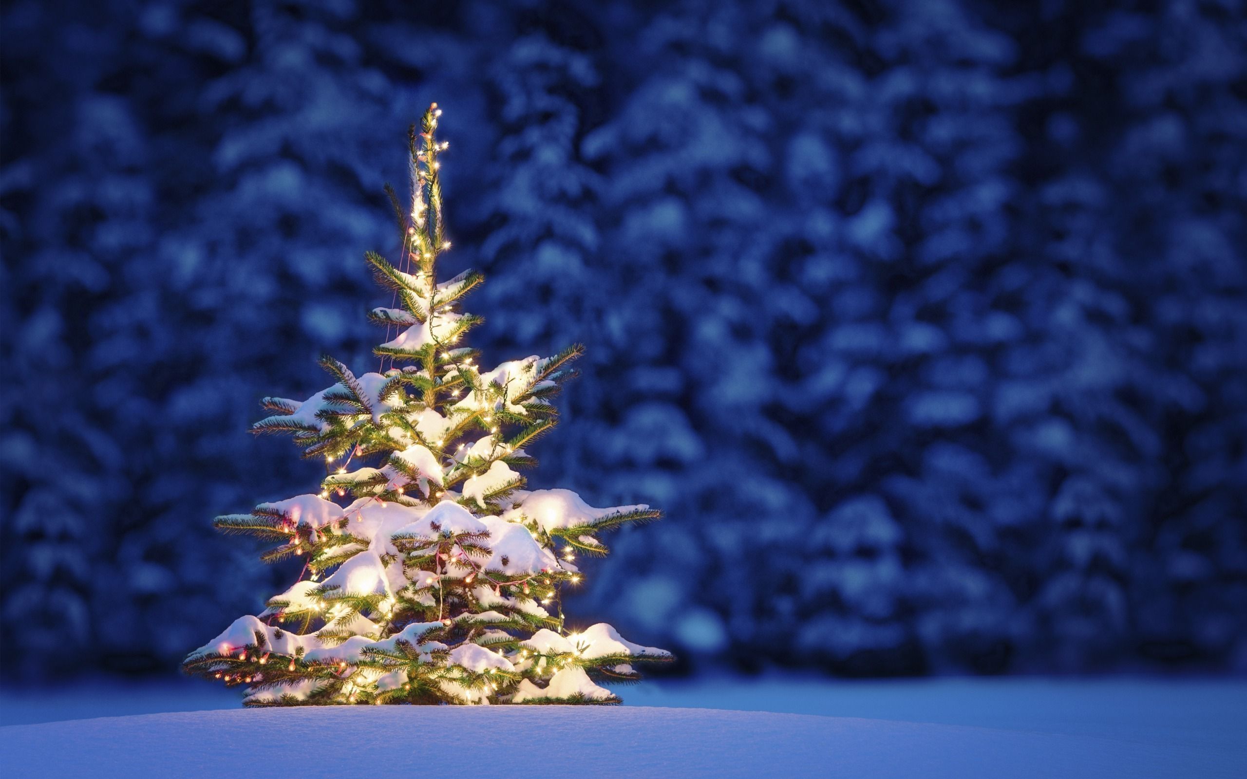 Snowey Christmas Trees Wallpapers