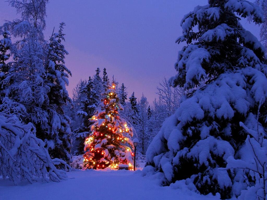 Snowey Christmas Trees Wallpapers