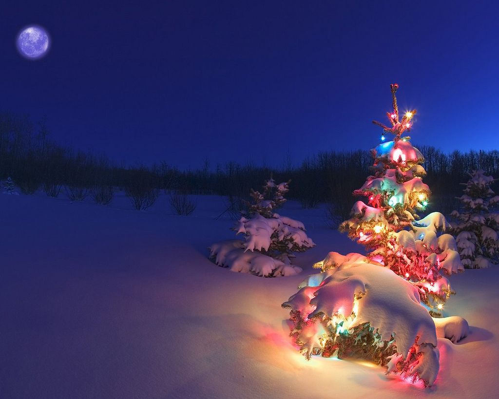 Snowey Christmas Trees Wallpapers