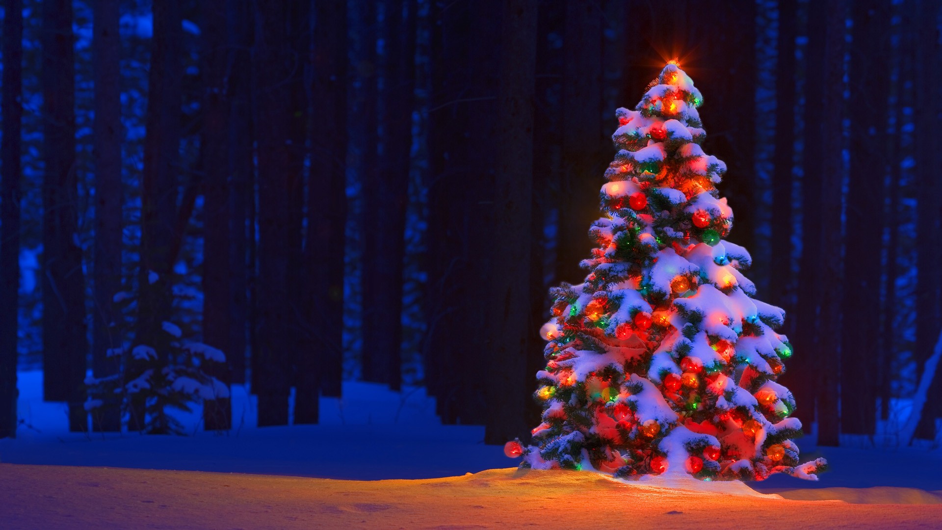 Snowey Christmas Trees Wallpapers