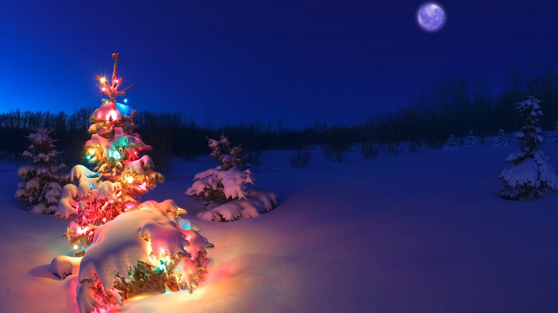 Snowey Christmas Trees Wallpapers