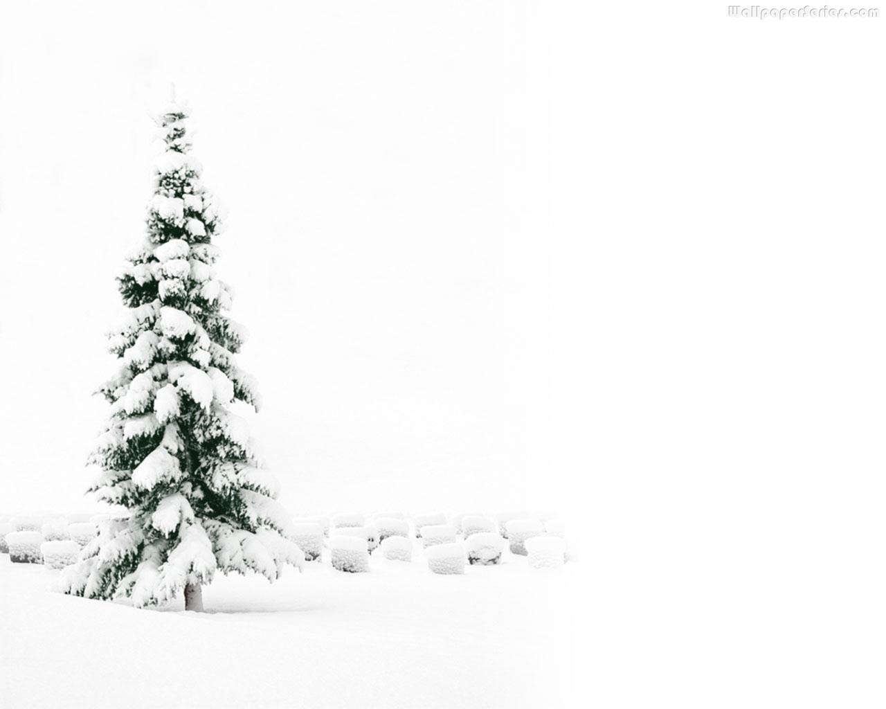 Snowey Christmas Trees Wallpapers