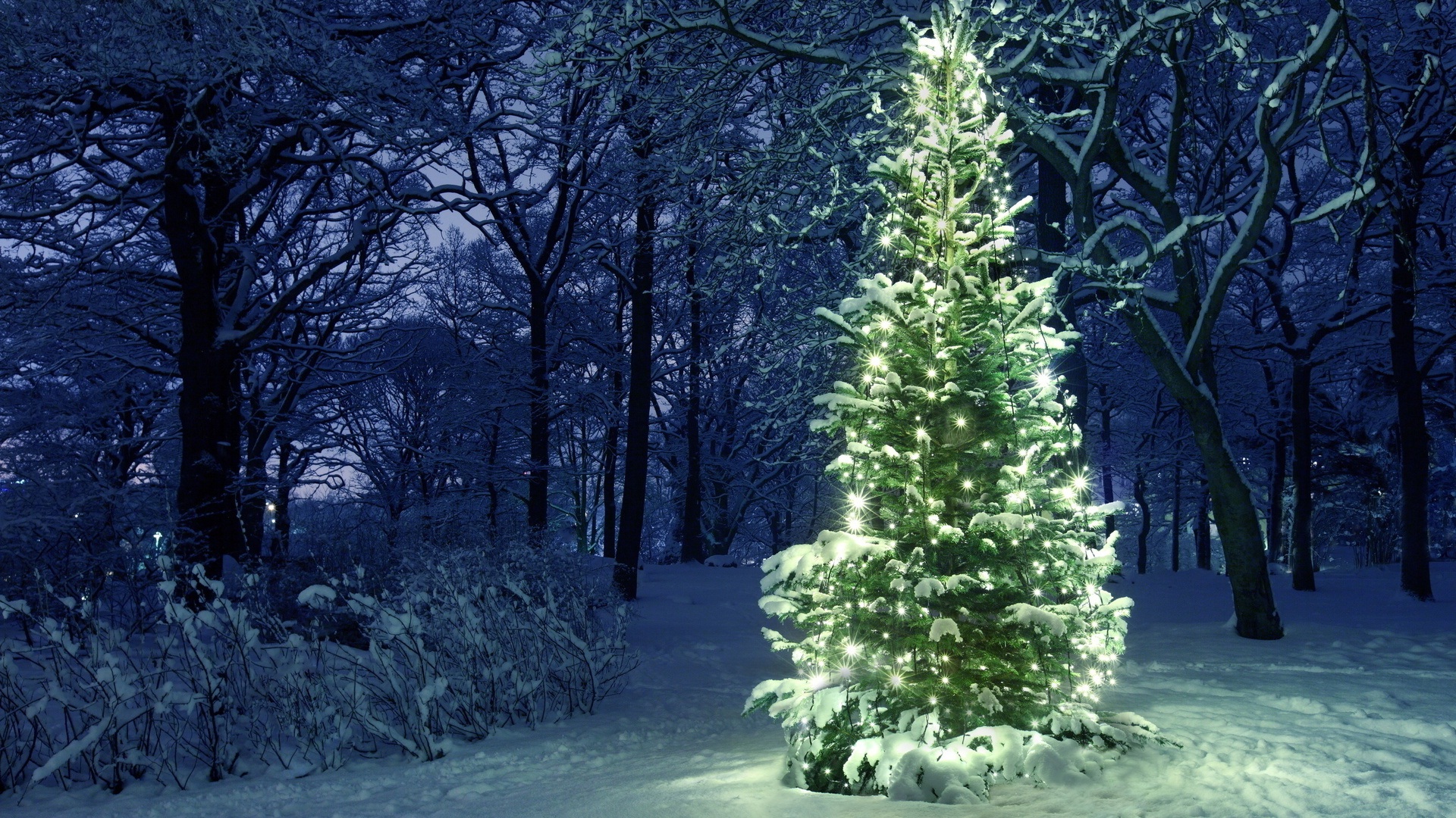 Snowey Christmas Trees Wallpapers