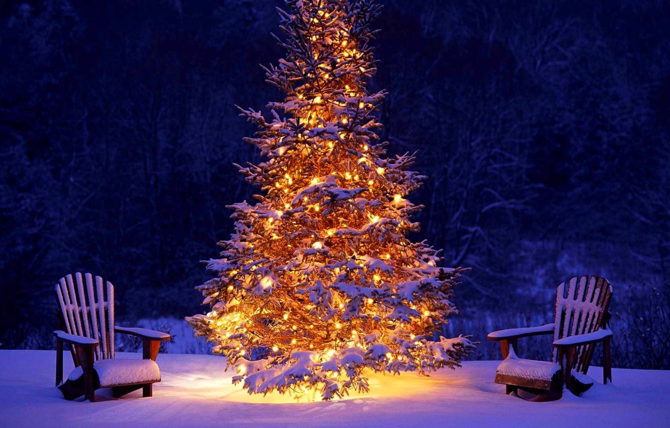 Snowey Christmas Trees Wallpapers