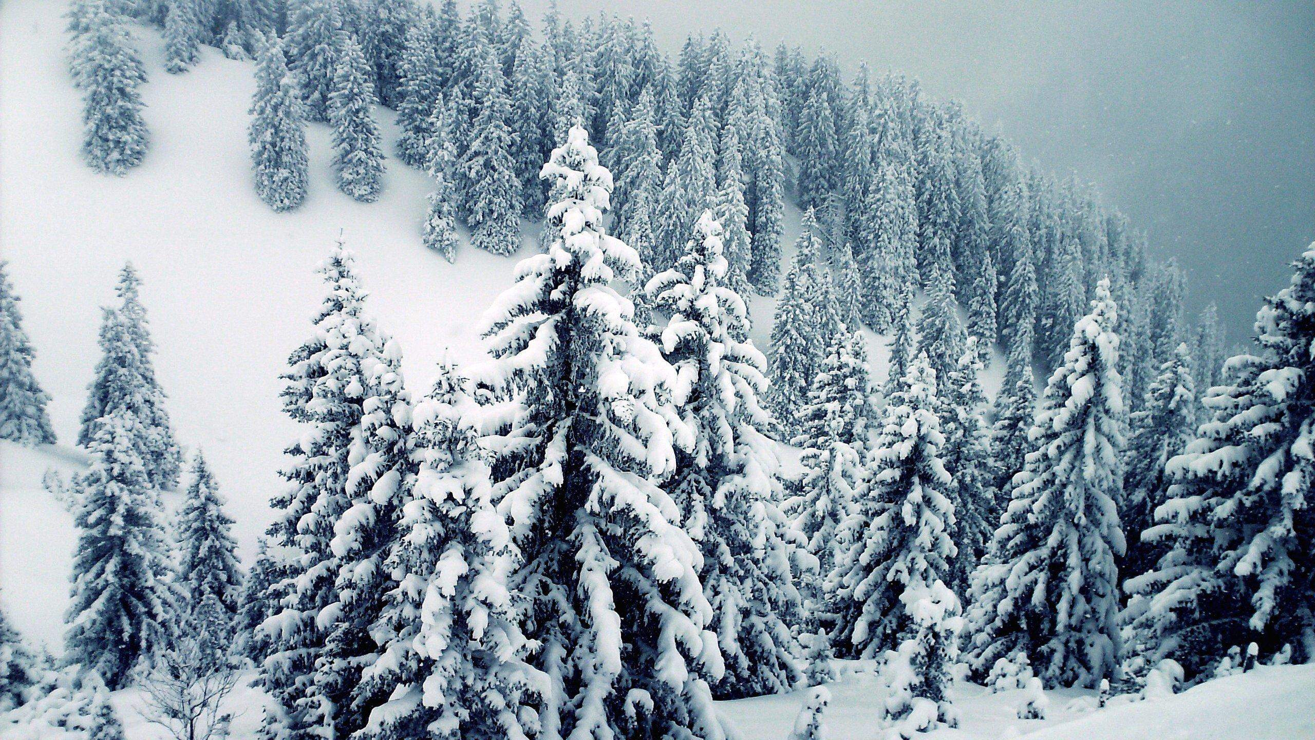 Snowy Tree Wallpapers