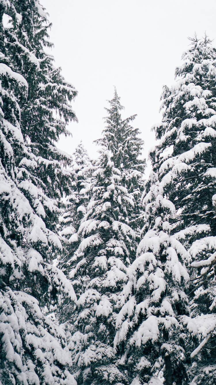 Snowy Tree Wallpapers