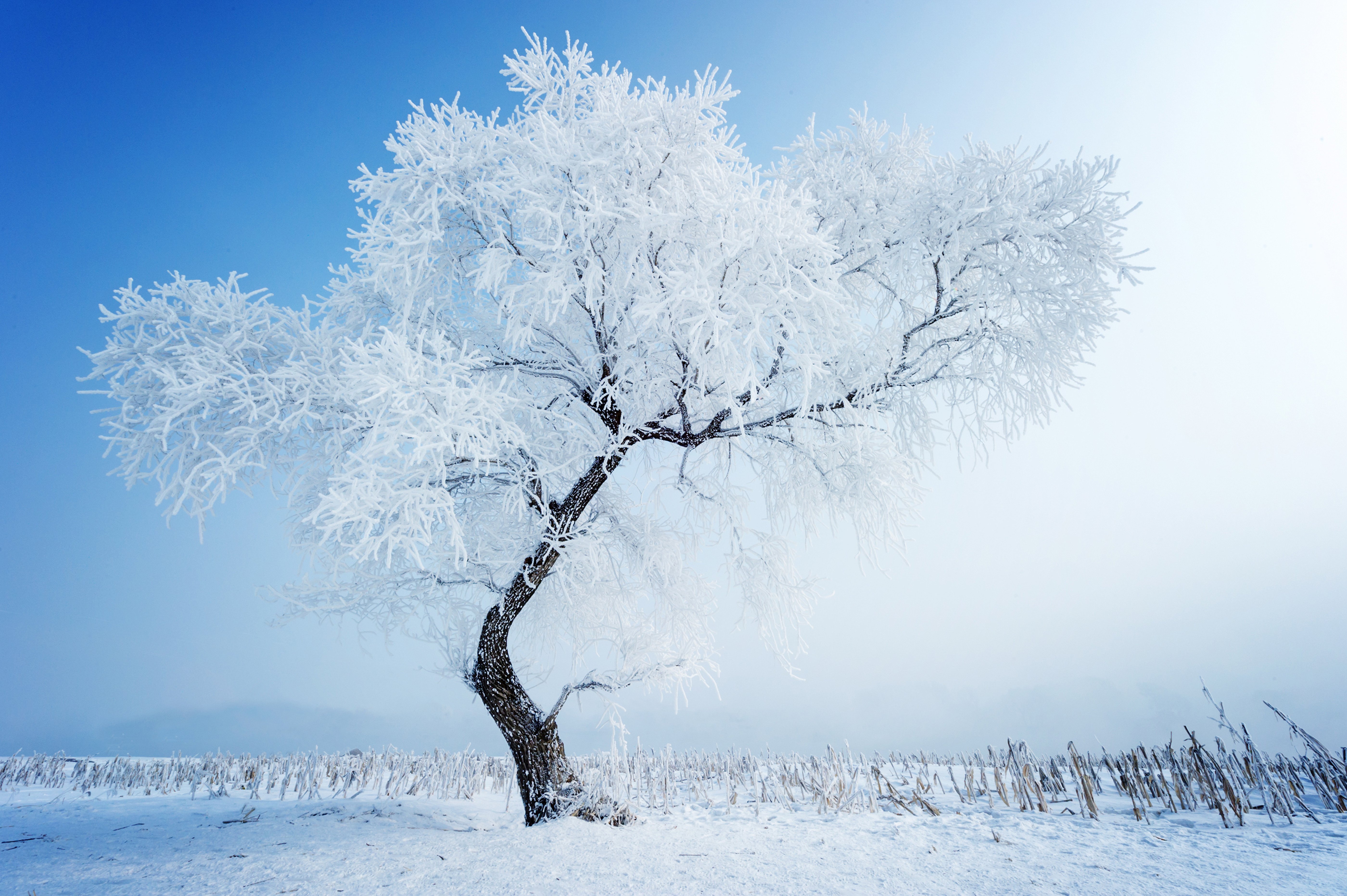 Snowy Tree Wallpapers