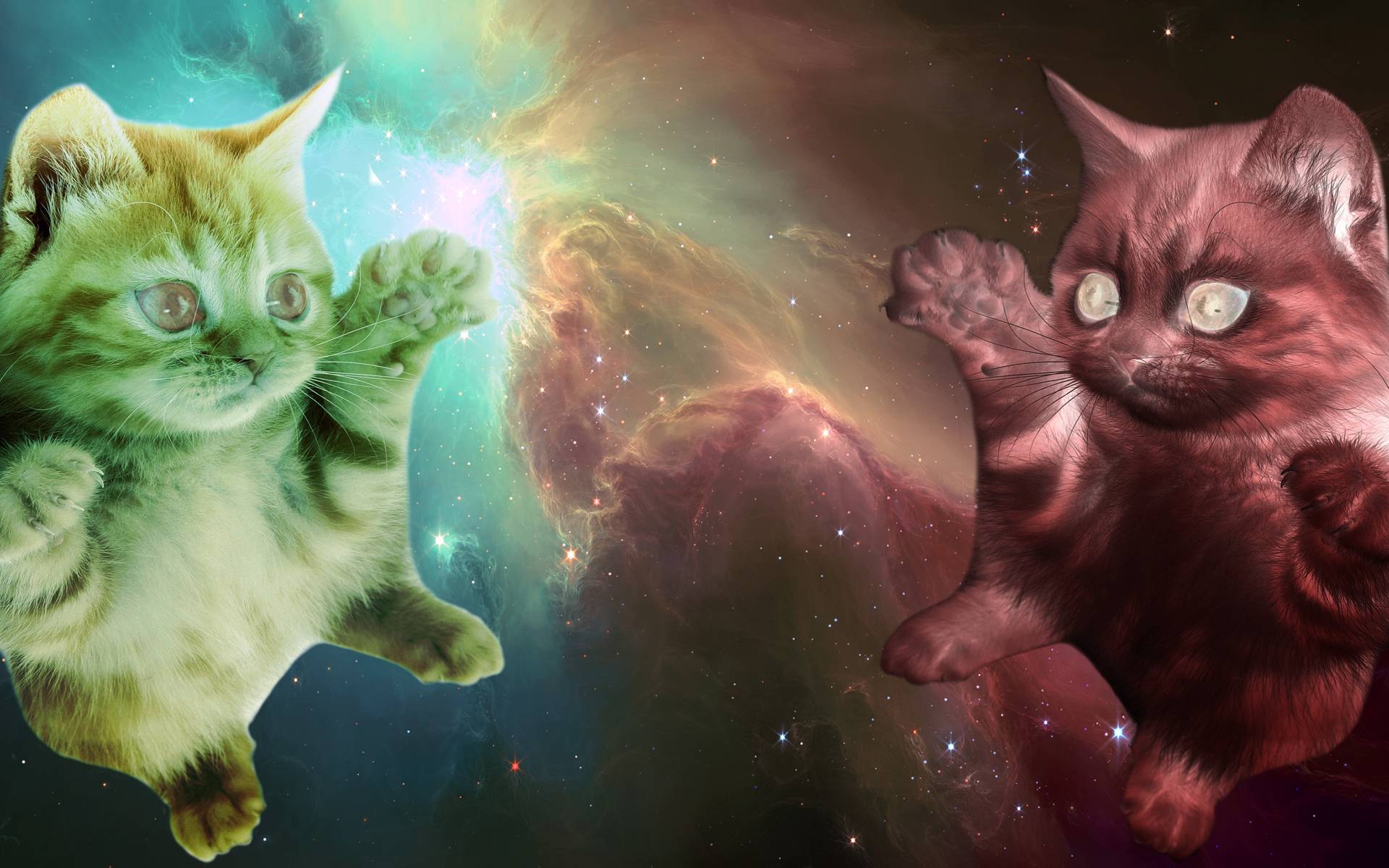 Space Laser Cat Wallpapers