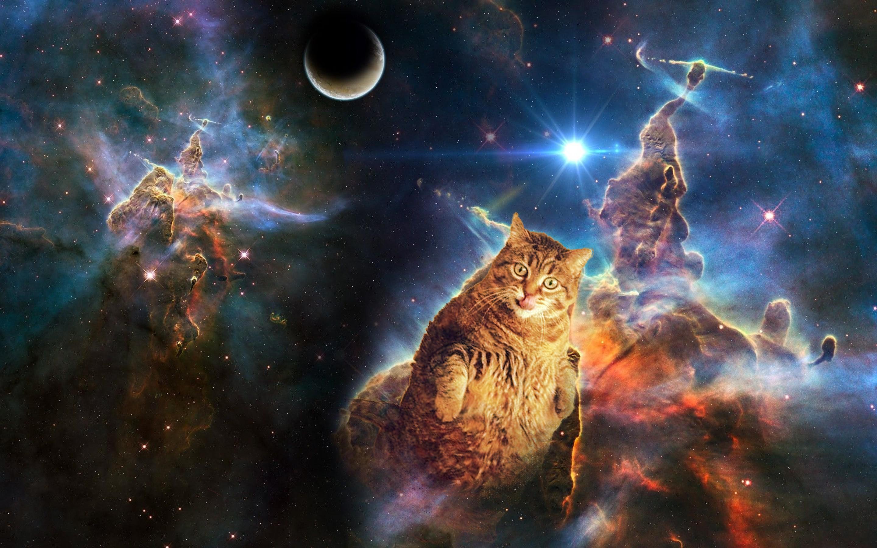 Space Laser Cat Wallpapers