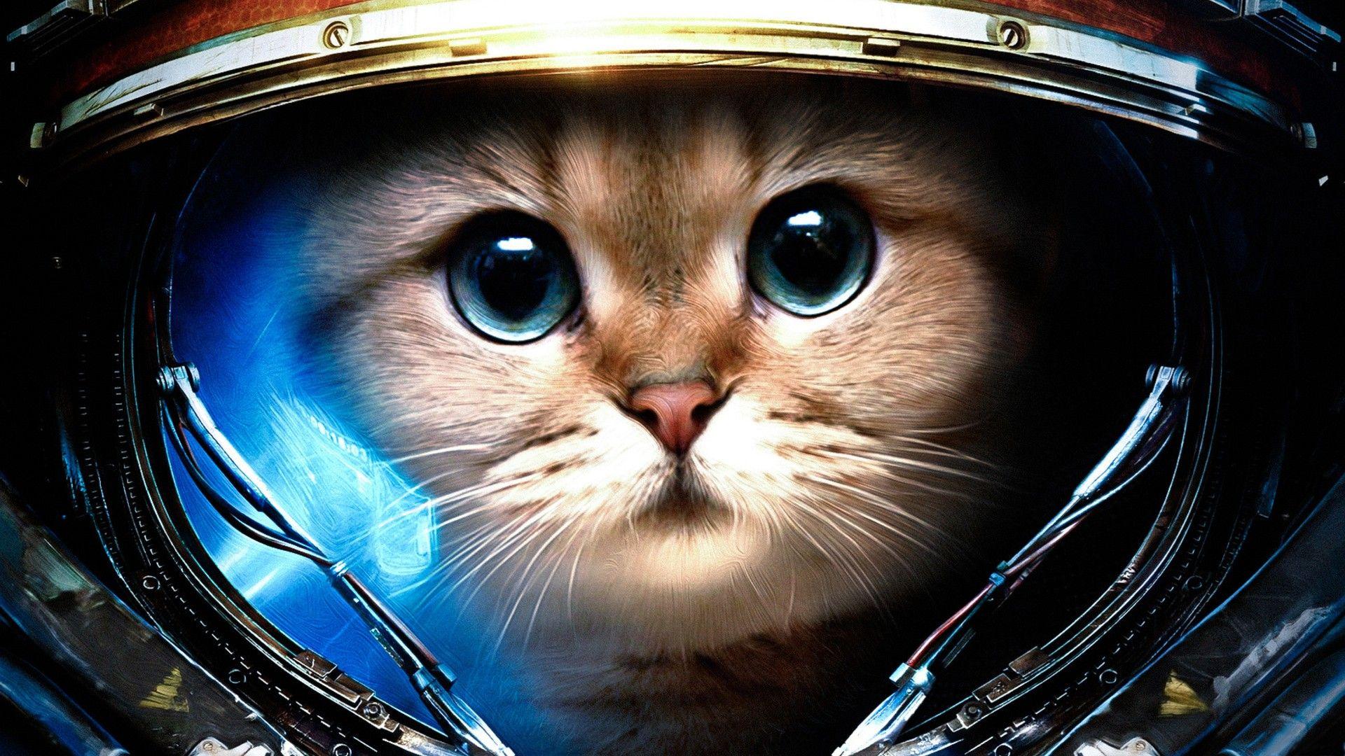 Space Laser Cat Wallpapers