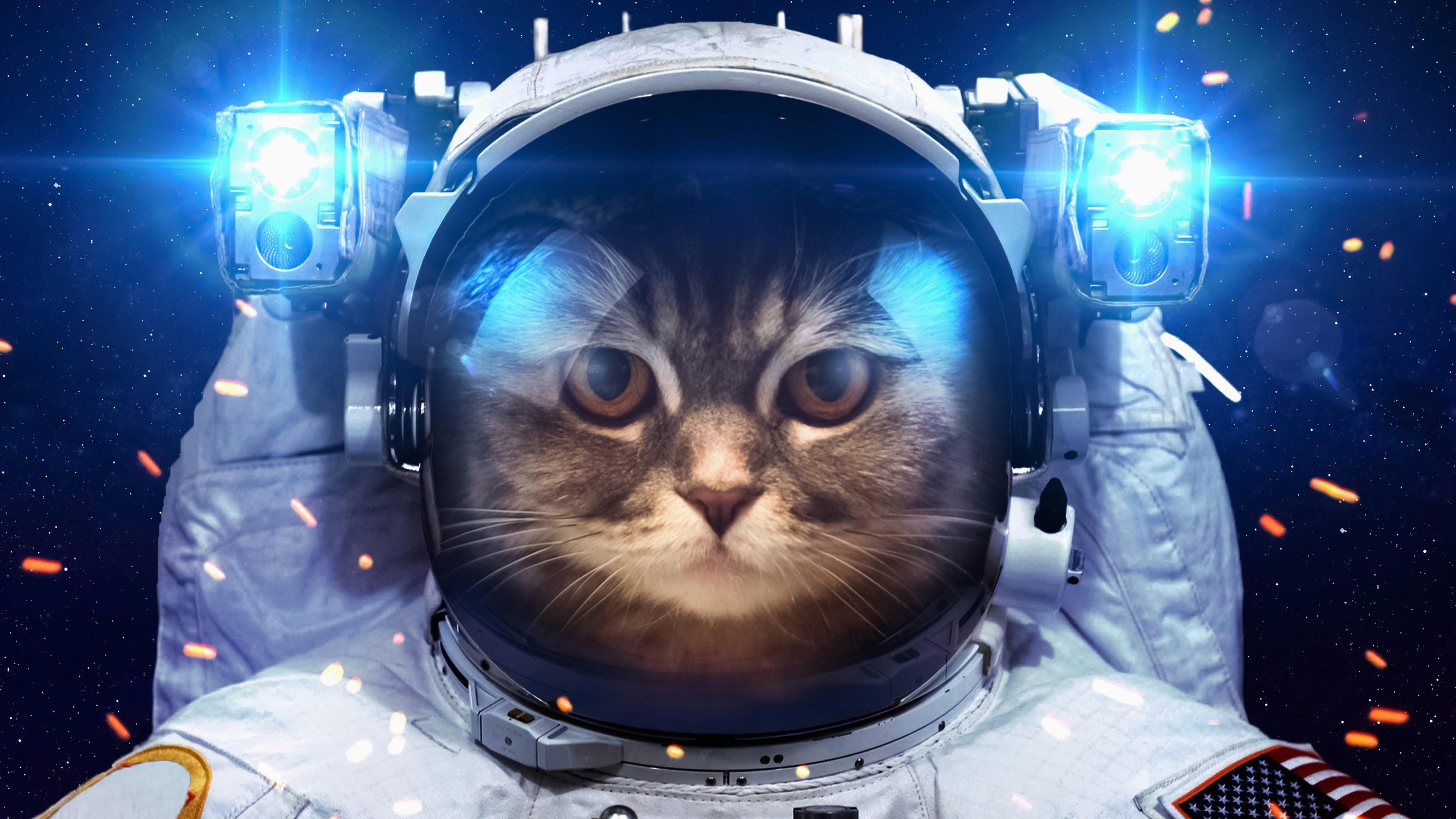 Space Laser Cat Wallpapers