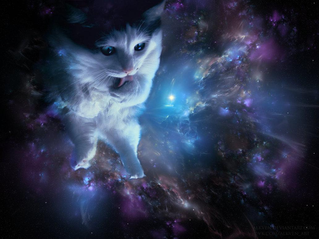 Space Laser Cat Wallpapers