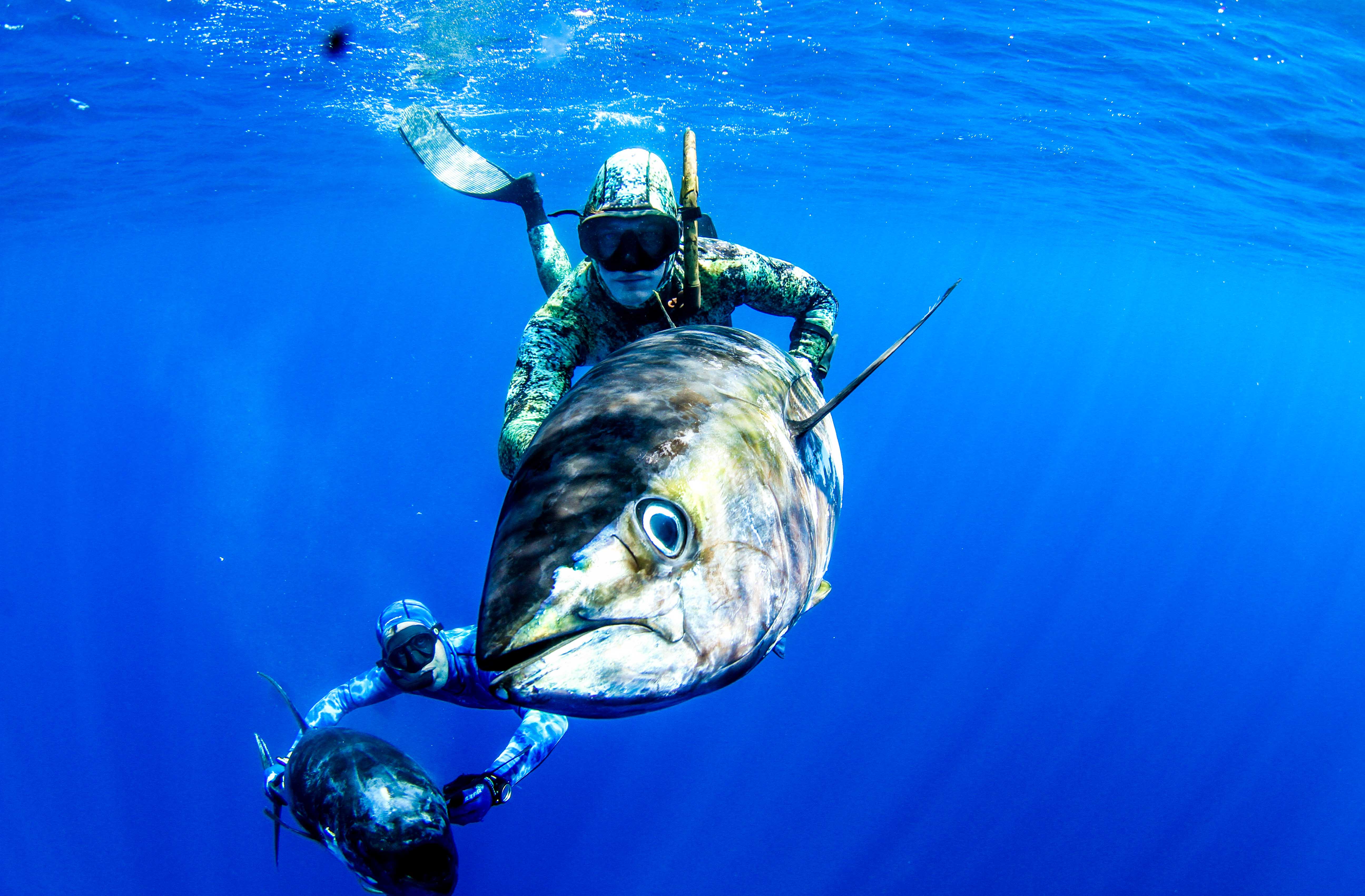 Spearfishing Wallpapers