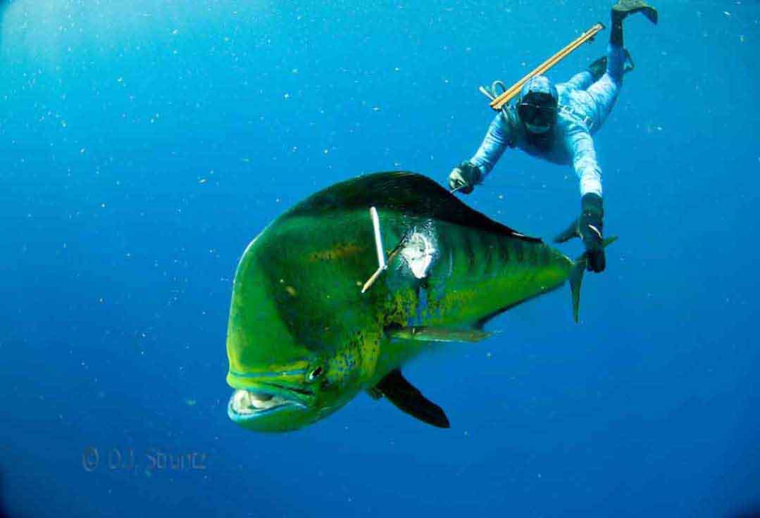 Spearfishing Wallpapers