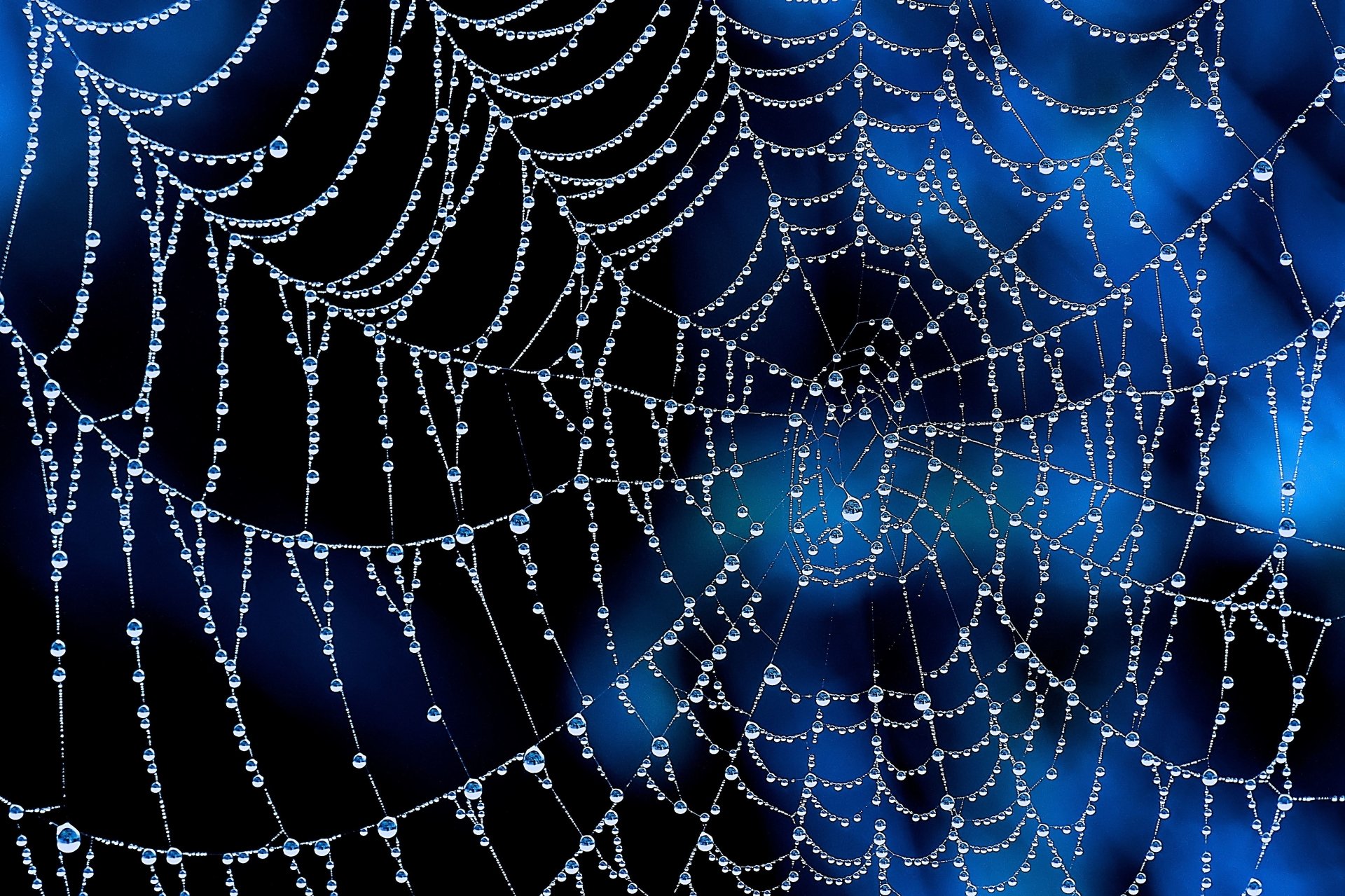 Spider Web Wallpapers