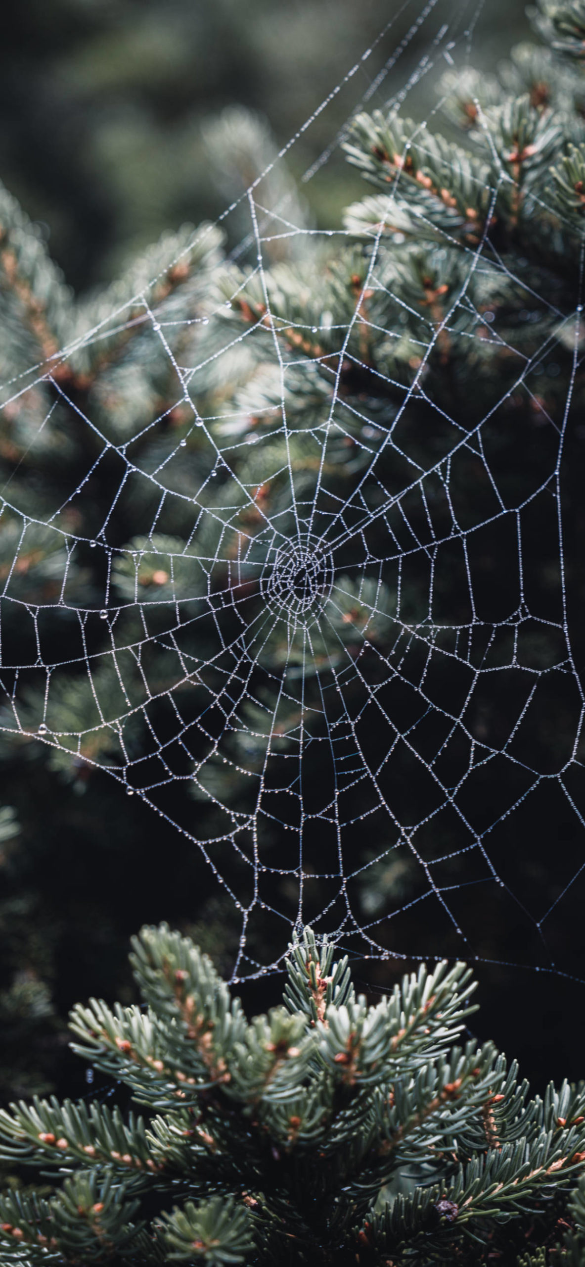 Spider Web Wallpapers