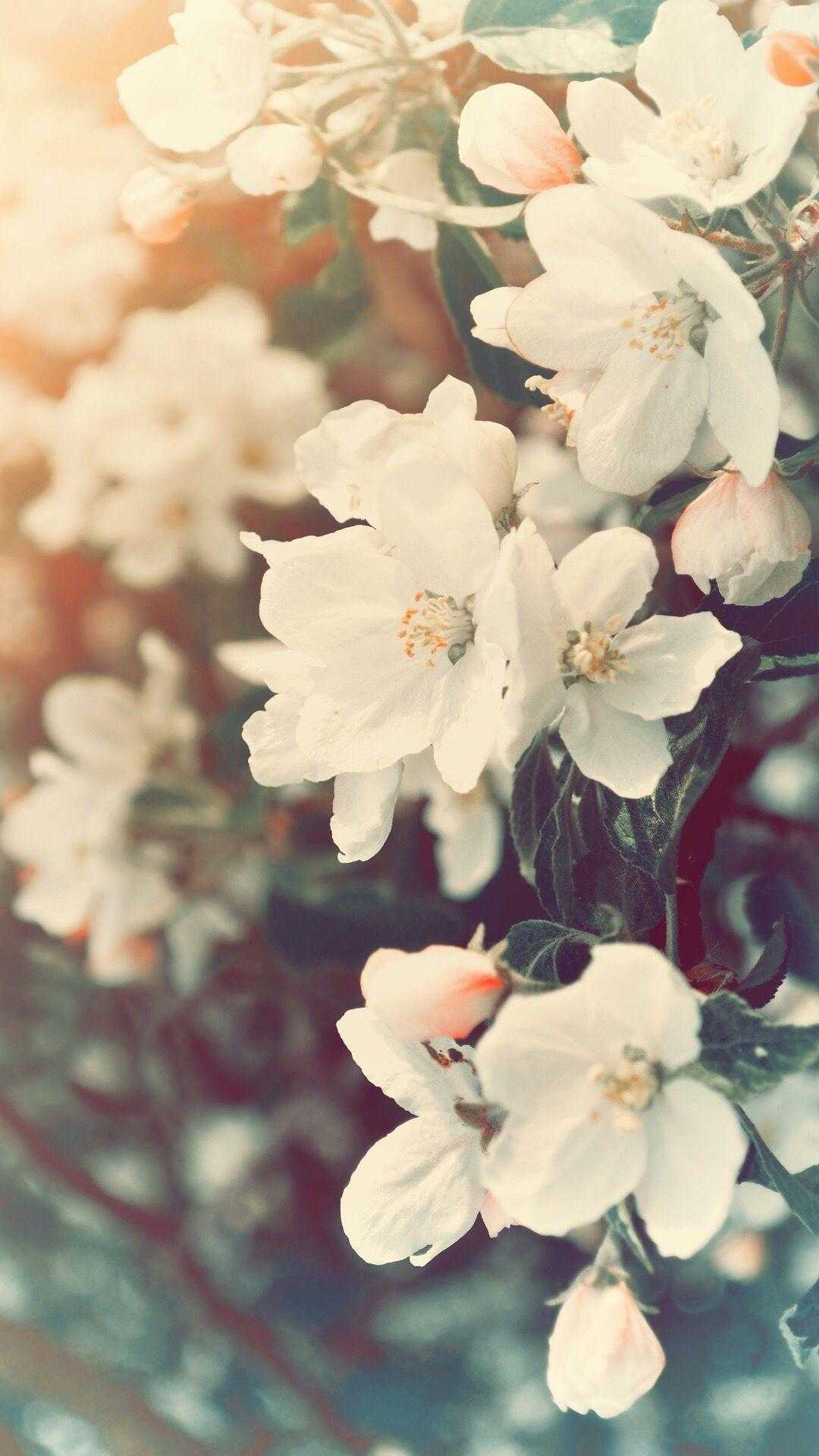 Spring Aesthetics Wallpapers