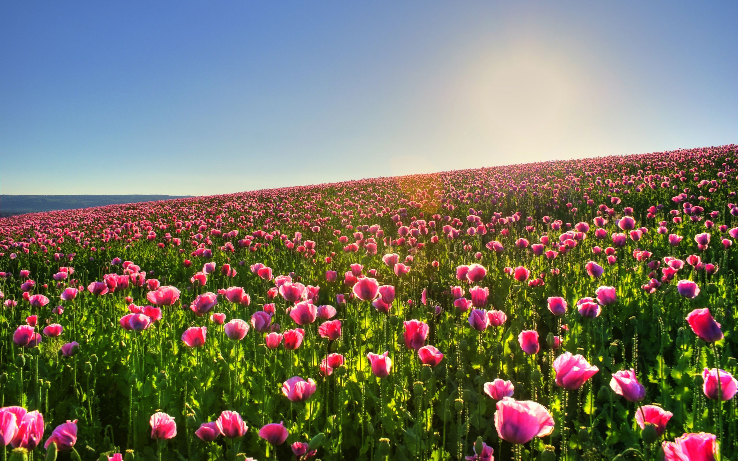 Spring Meadow Wallpapers