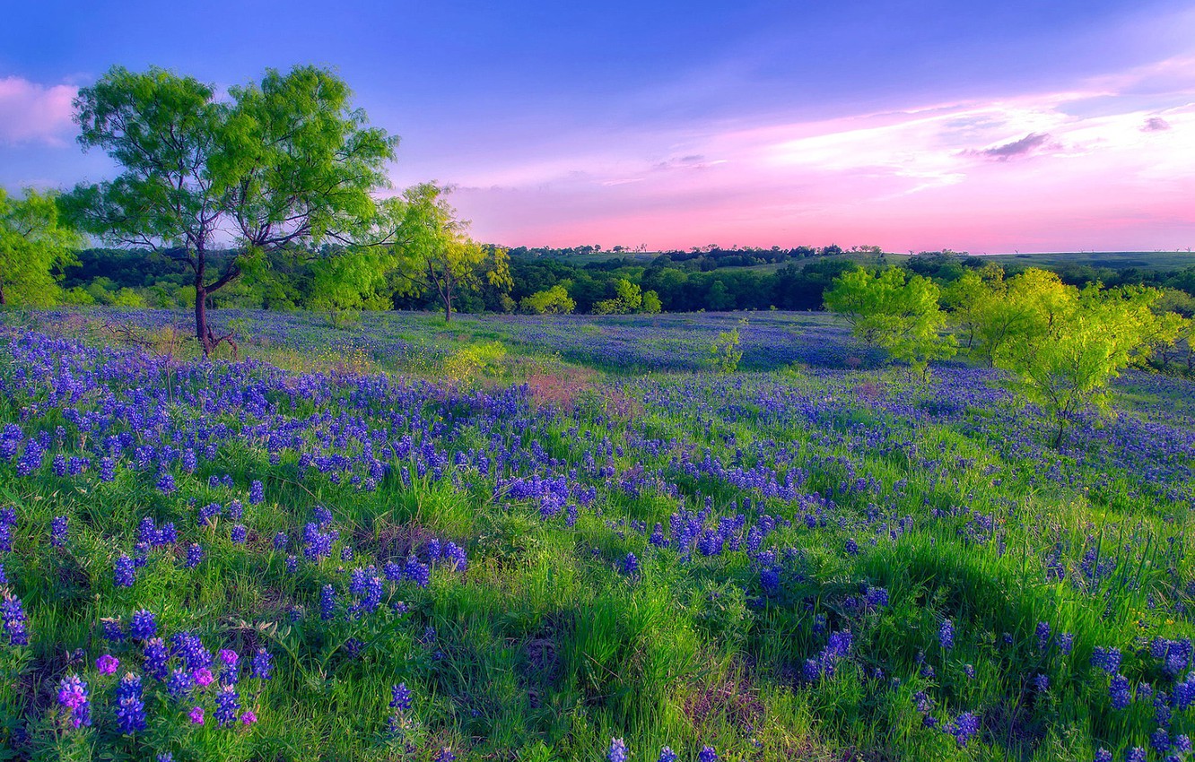 Spring Meadow Wallpapers