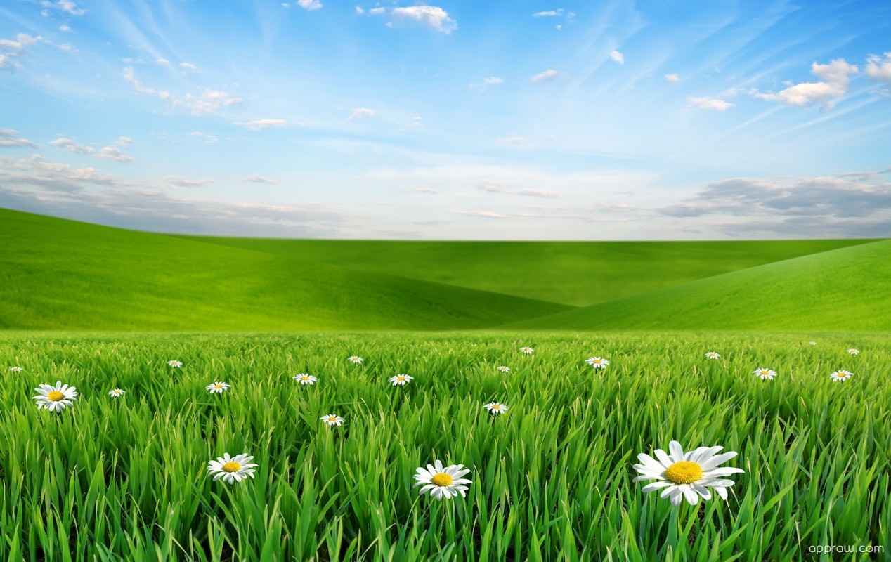 Spring Meadow Wallpapers