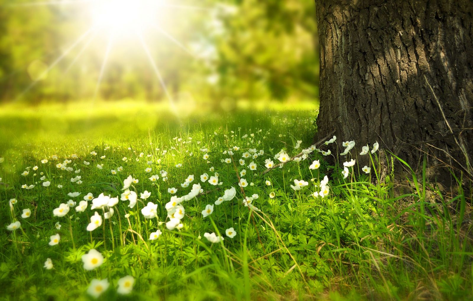 Spring Meadow Wallpapers