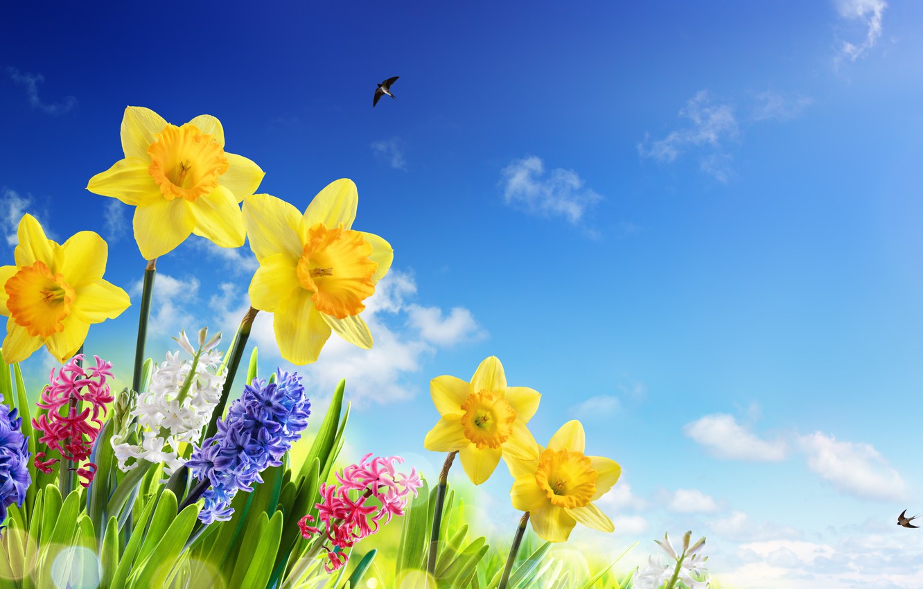 Spring Meadow Wallpapers