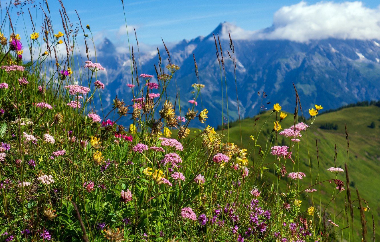 Spring Meadow Wallpapers