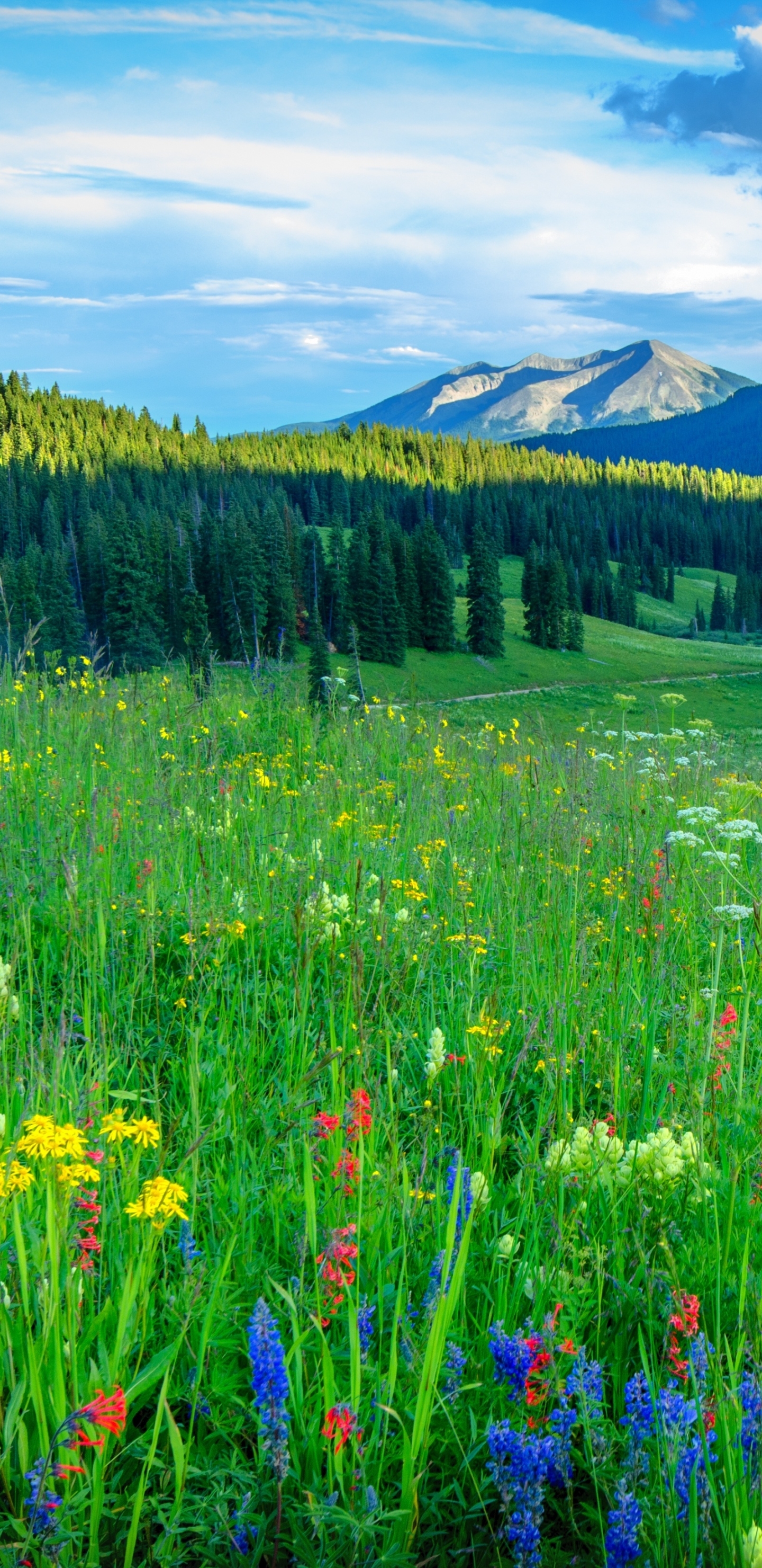 Spring Meadow Wallpapers