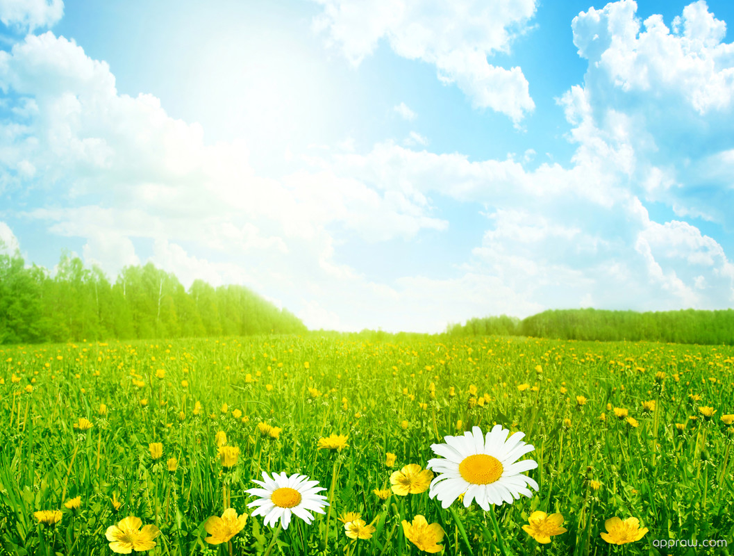 Spring Meadow Wallpapers