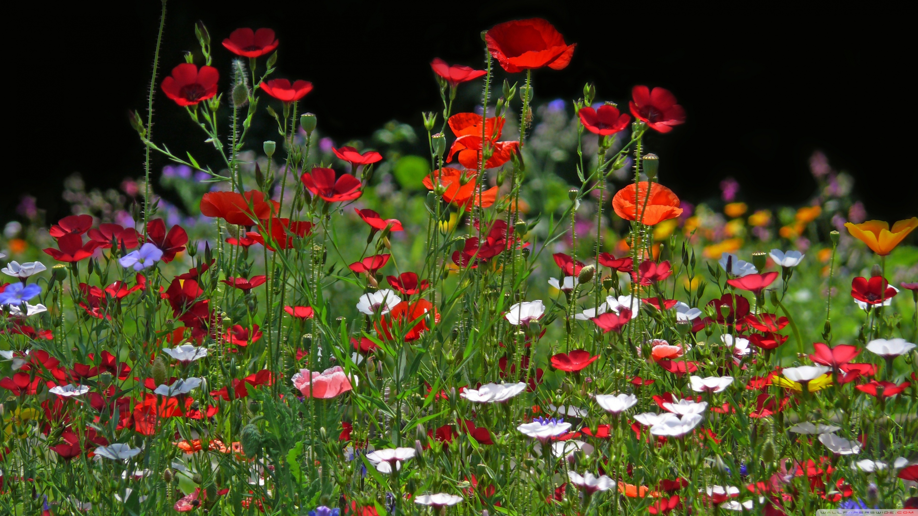 Spring Meadow Wallpapers