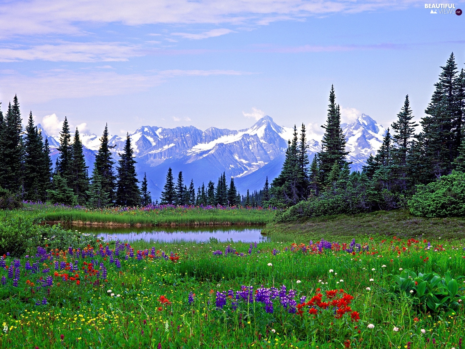 Spring Meadow Wallpapers