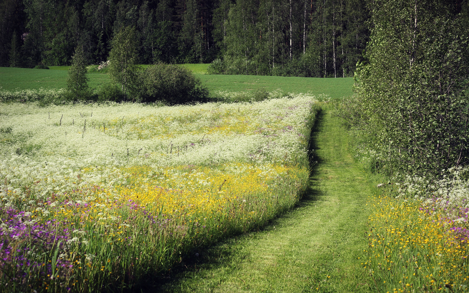 Spring Meadow Wallpapers