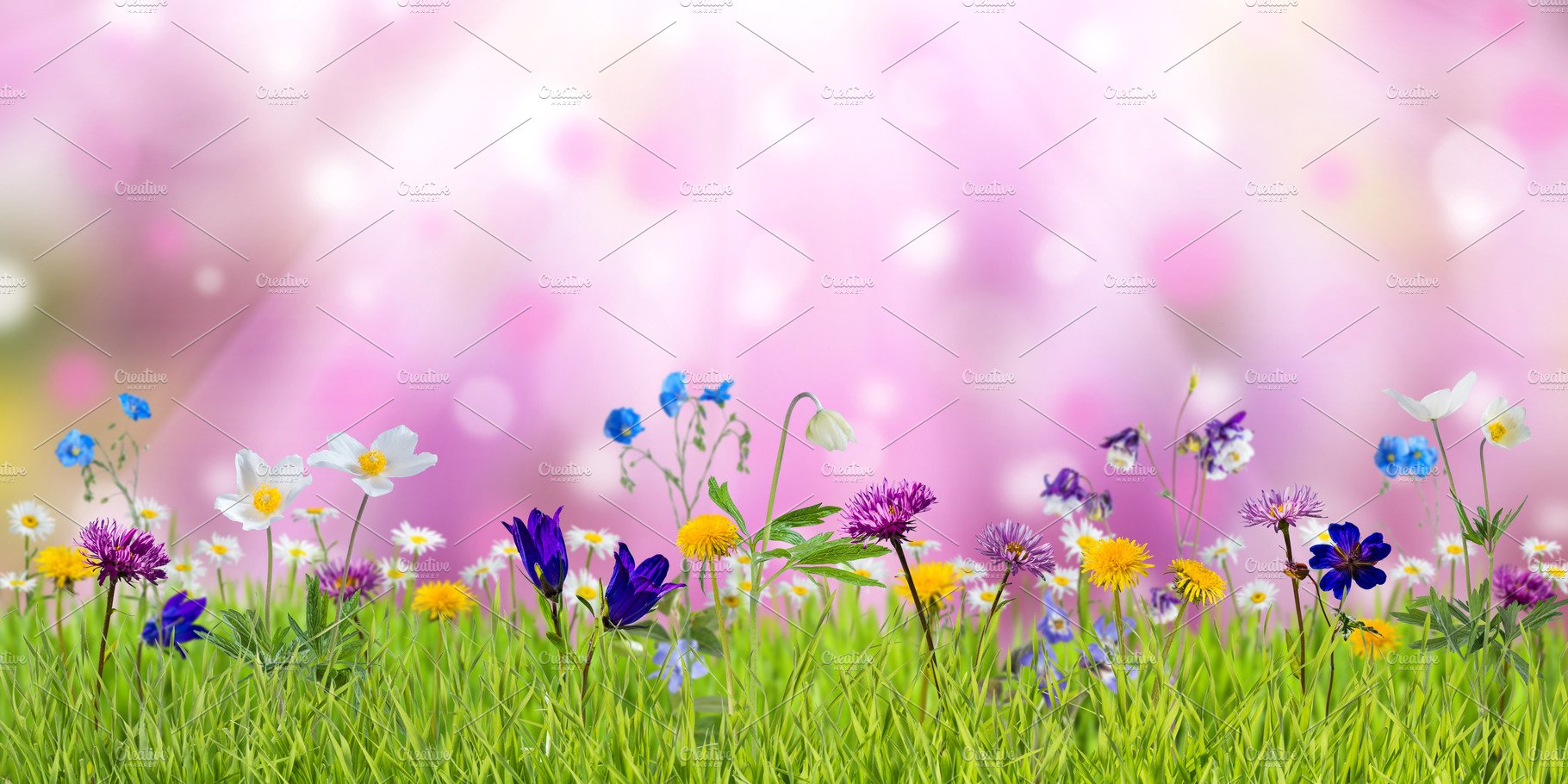 Spring Meadow Wallpapers