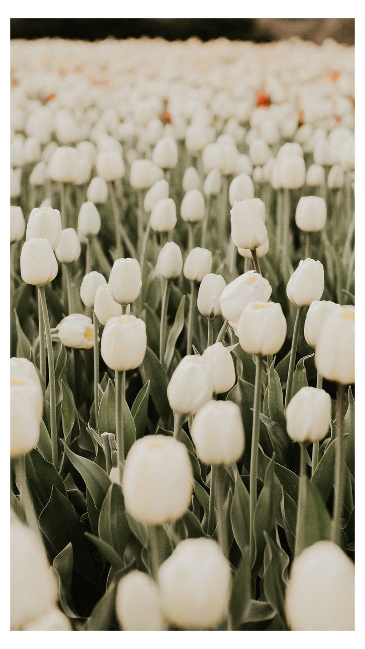 Spring Pinterest Wallpapers