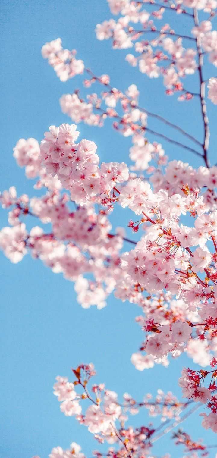 Spring Pinterest Wallpapers