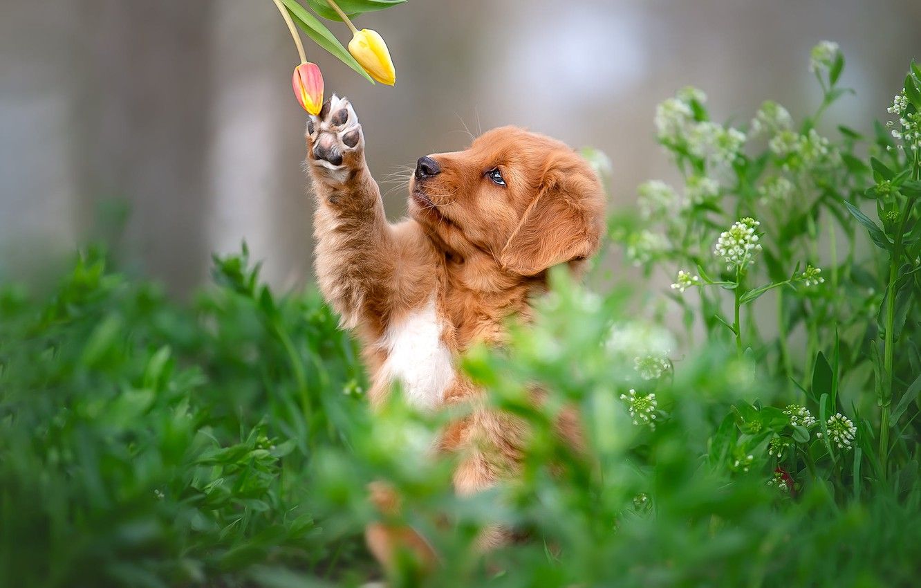 Spring Puppy Wallpapers