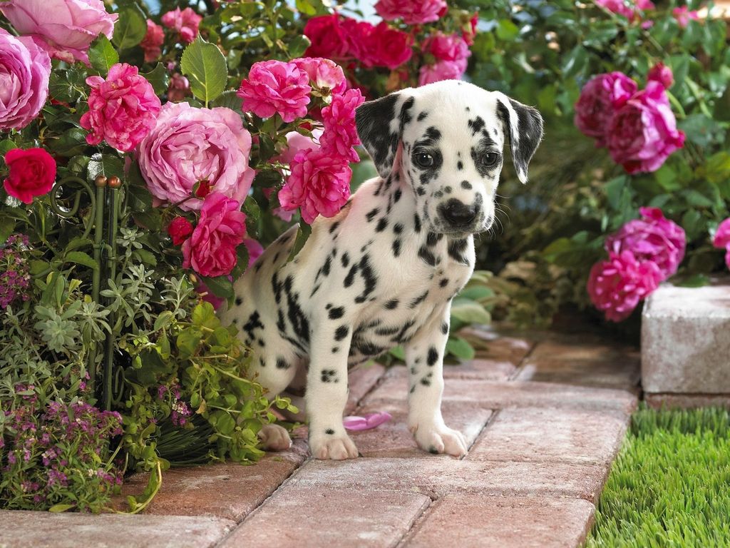 Spring Puppy Wallpapers