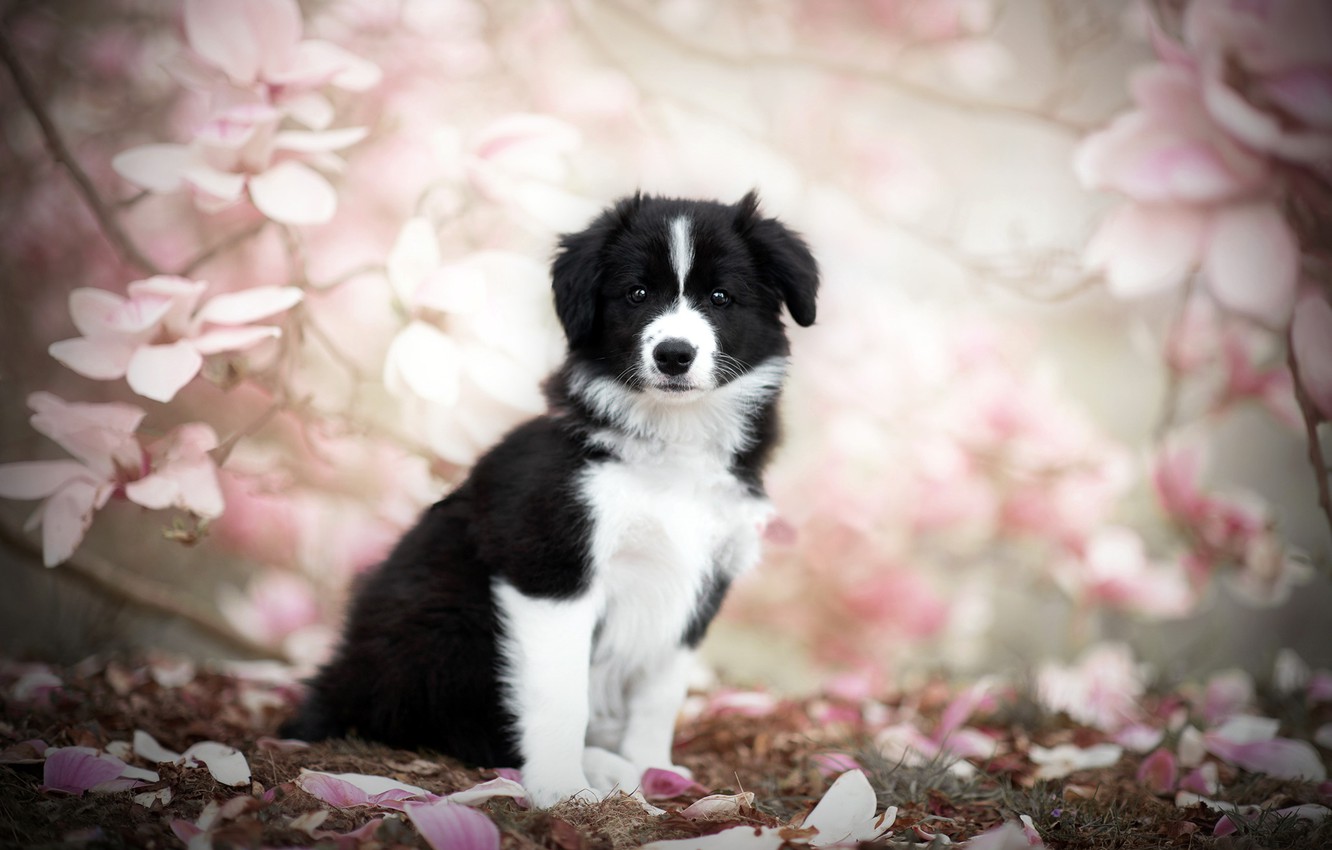 Spring Puppy Wallpapers