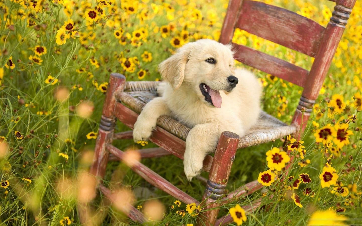 Spring Puppy Wallpapers