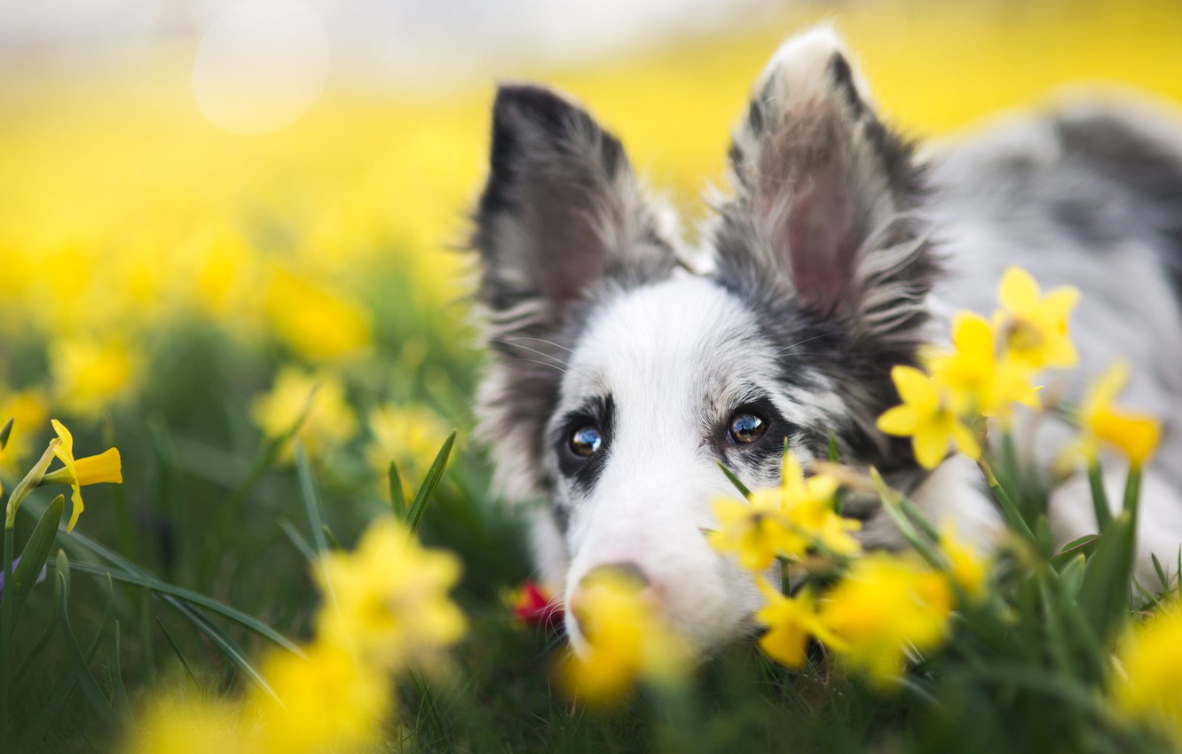 Spring Puppy Wallpapers