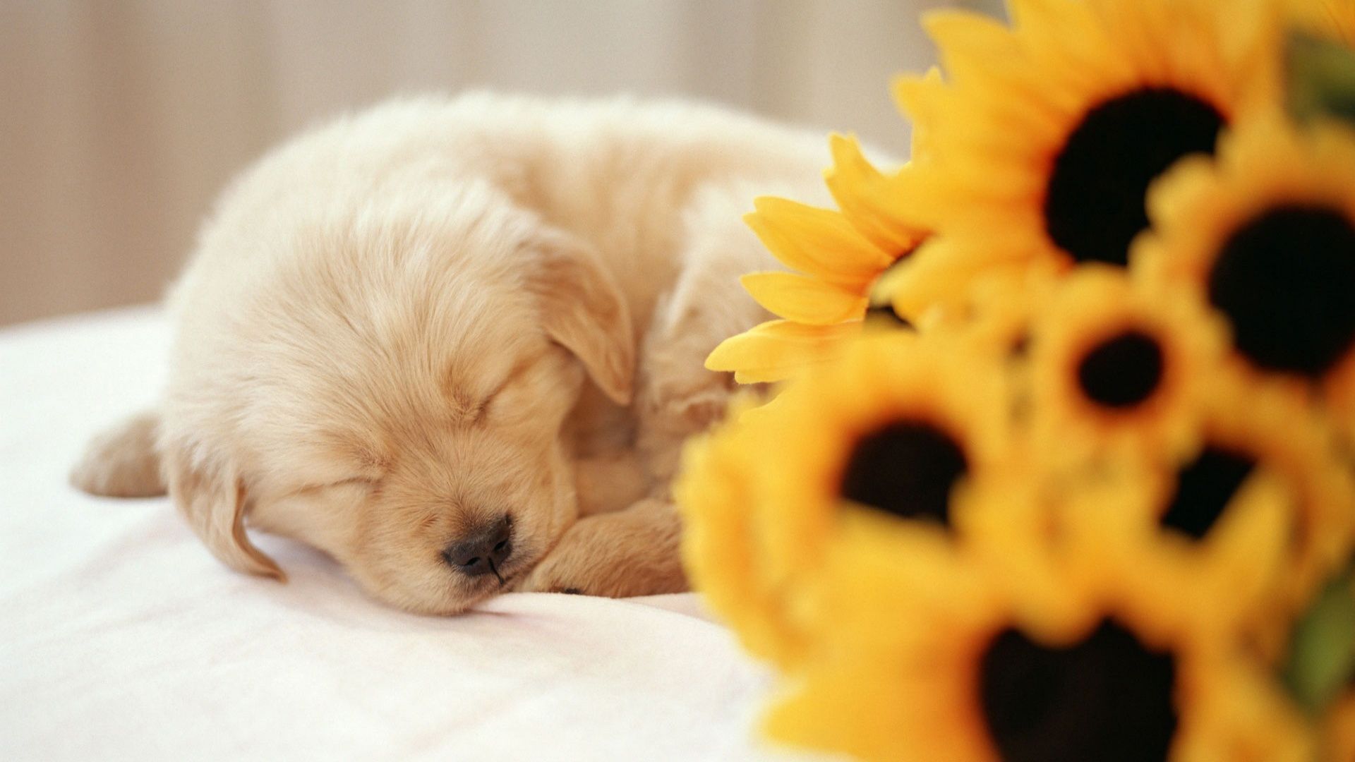 Spring Puppy Wallpapers