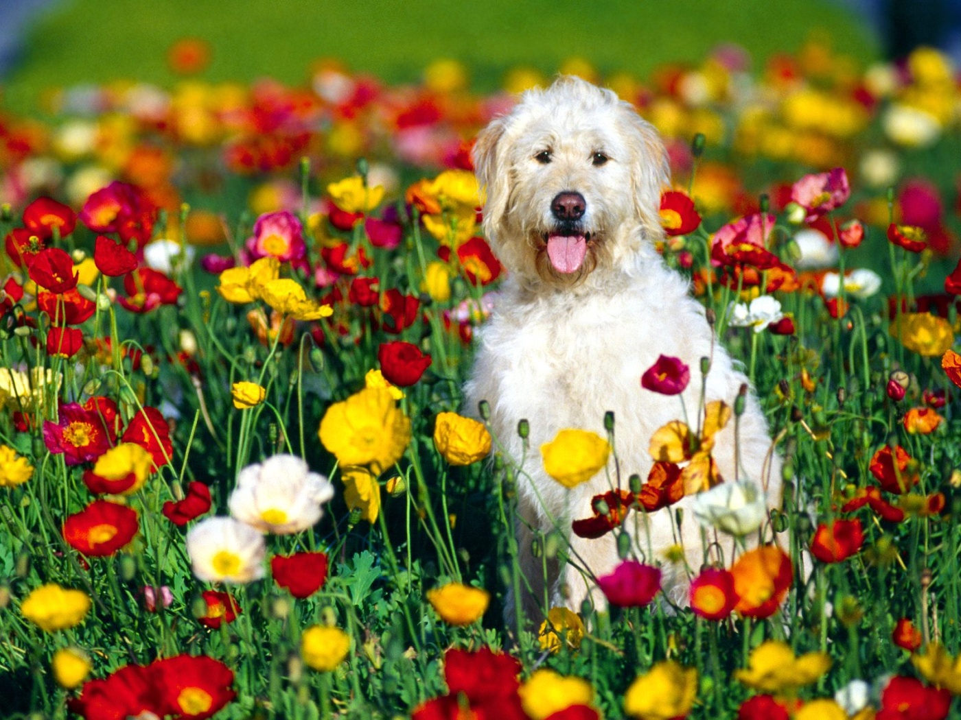 Spring Puppy Wallpapers