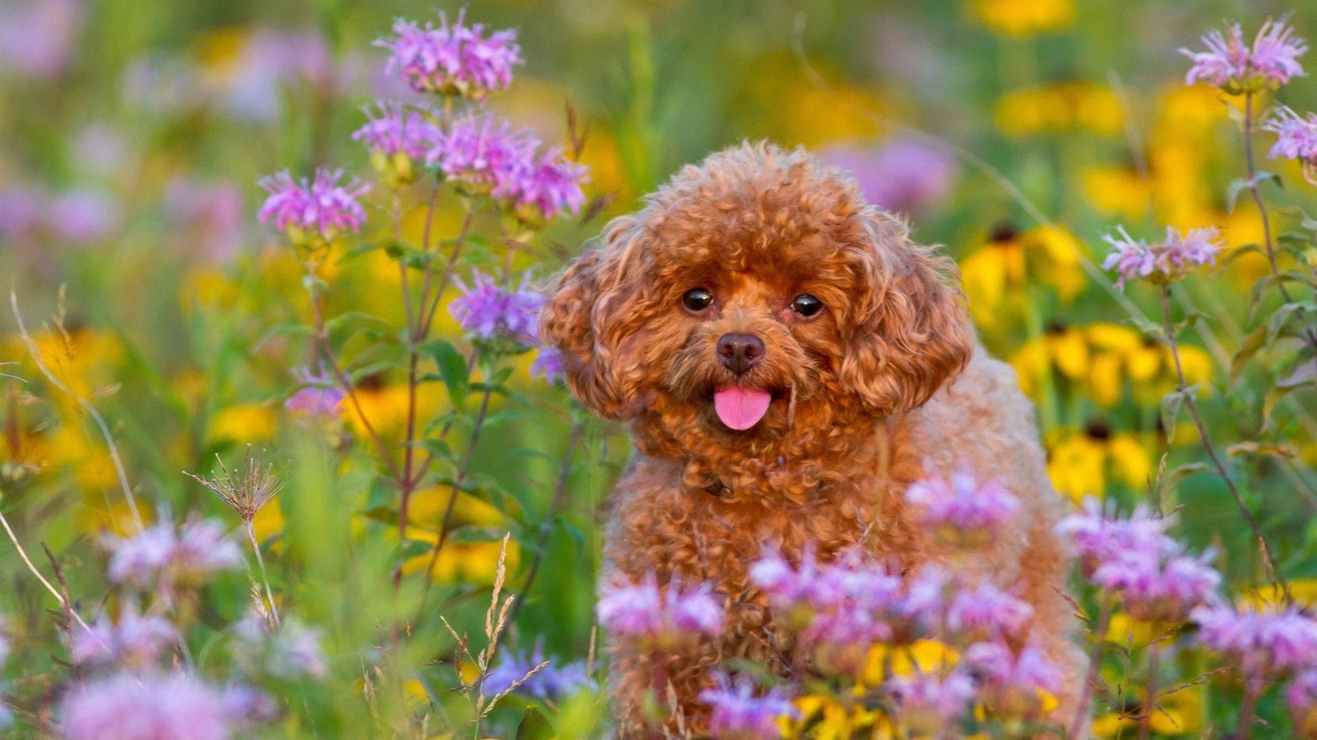 Spring Puppy Wallpapers