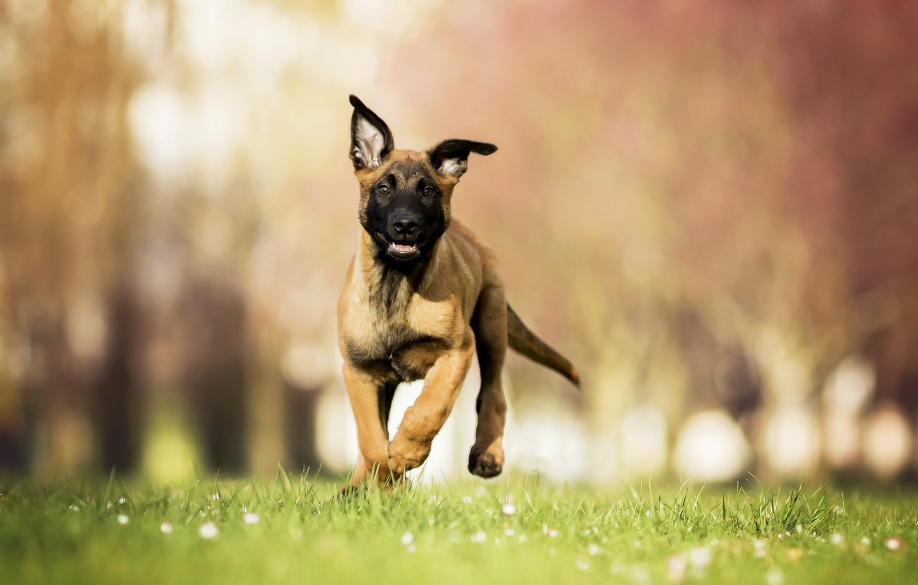 Spring Puppy Wallpapers