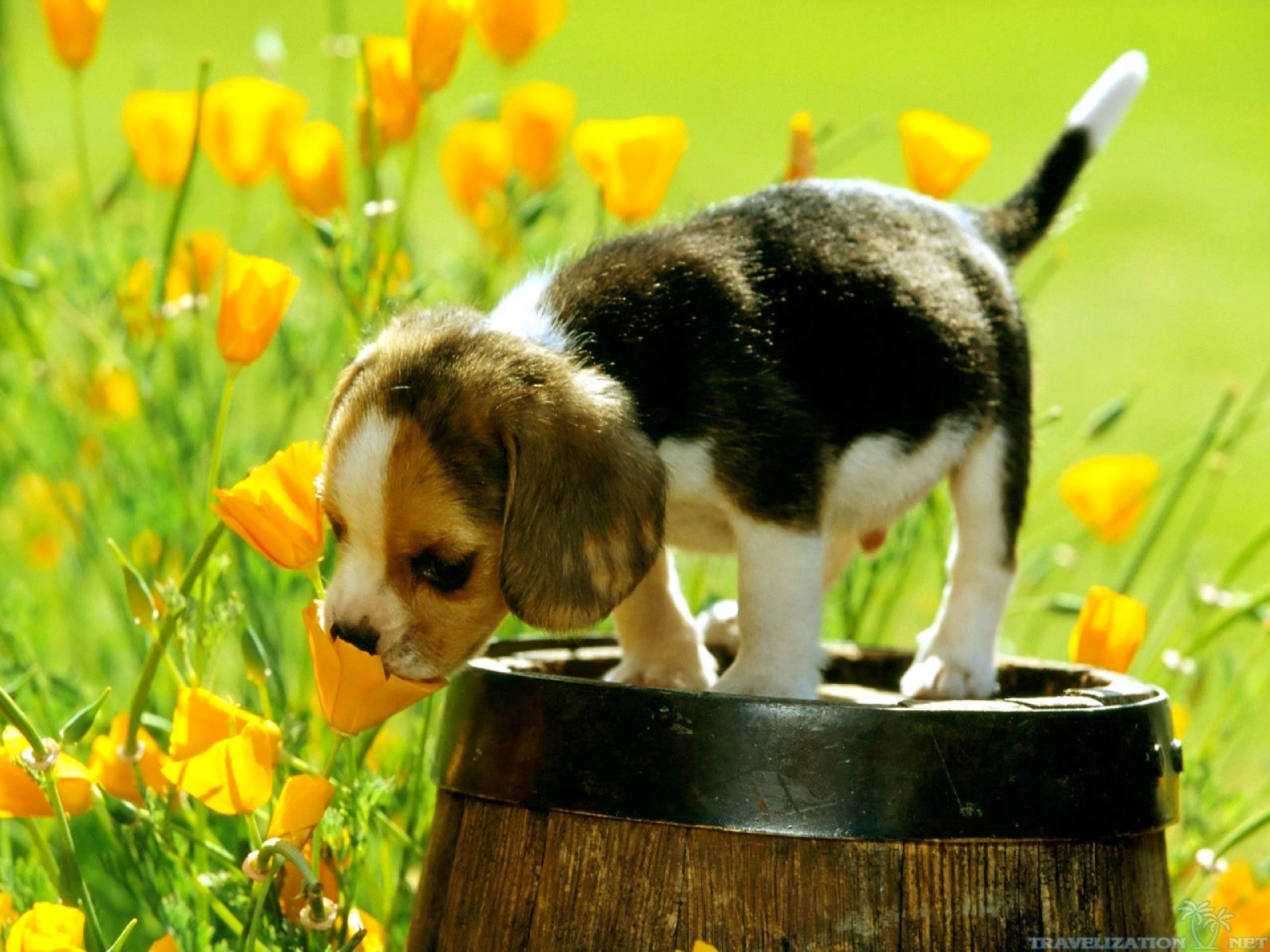 Spring Puppy Wallpapers