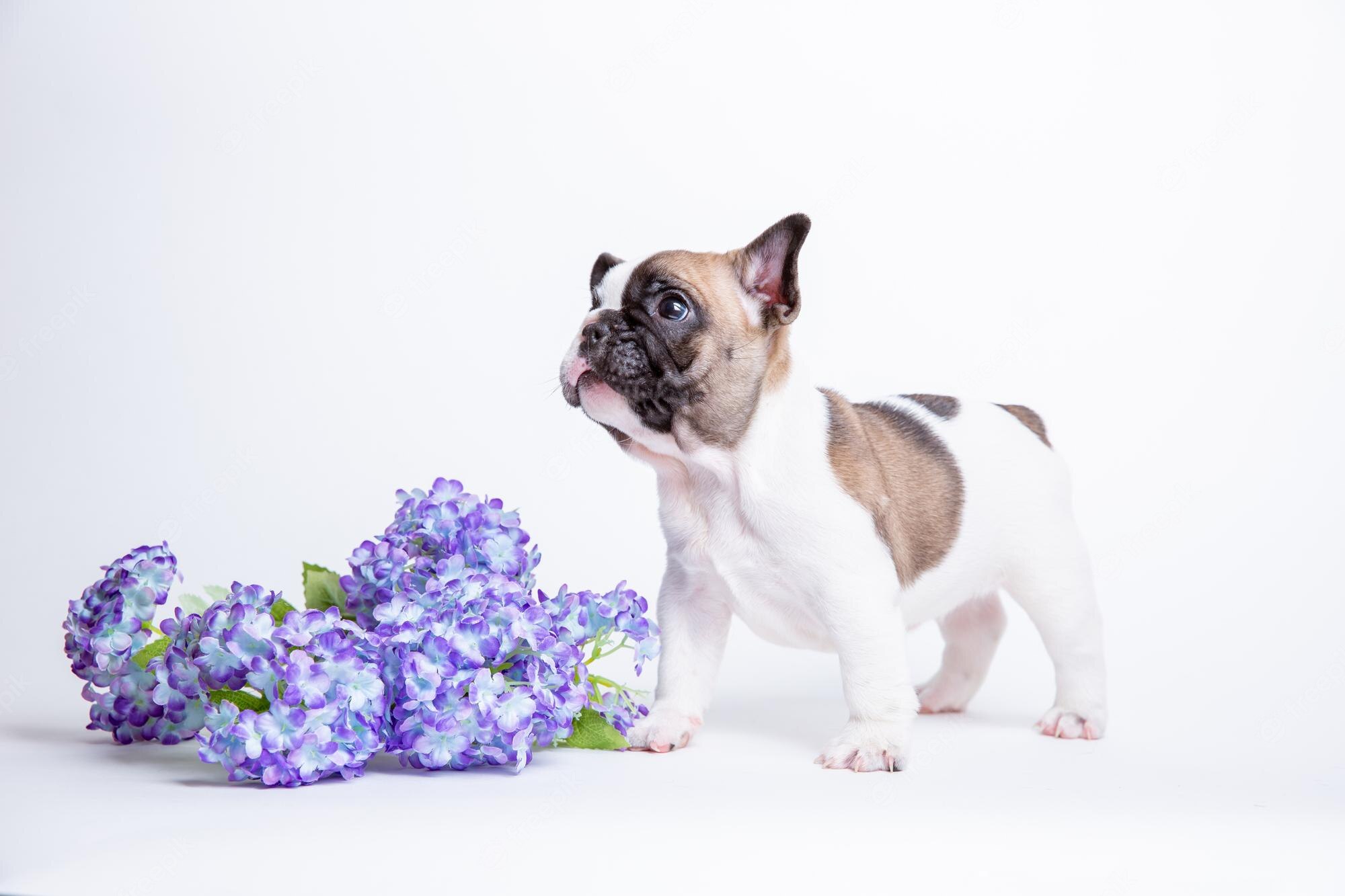 Spring Puppy Wallpapers