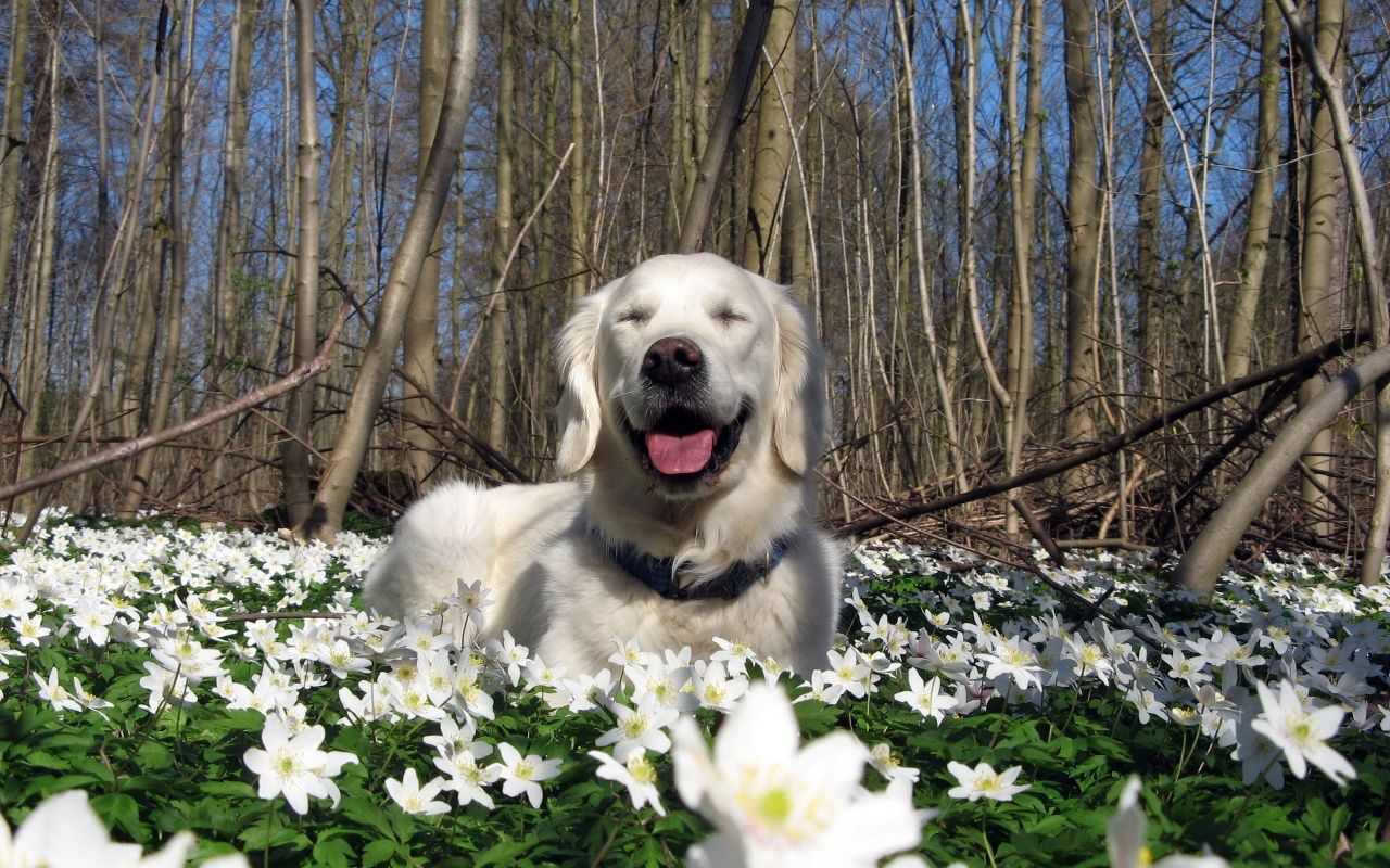 Spring Puppy Wallpapers