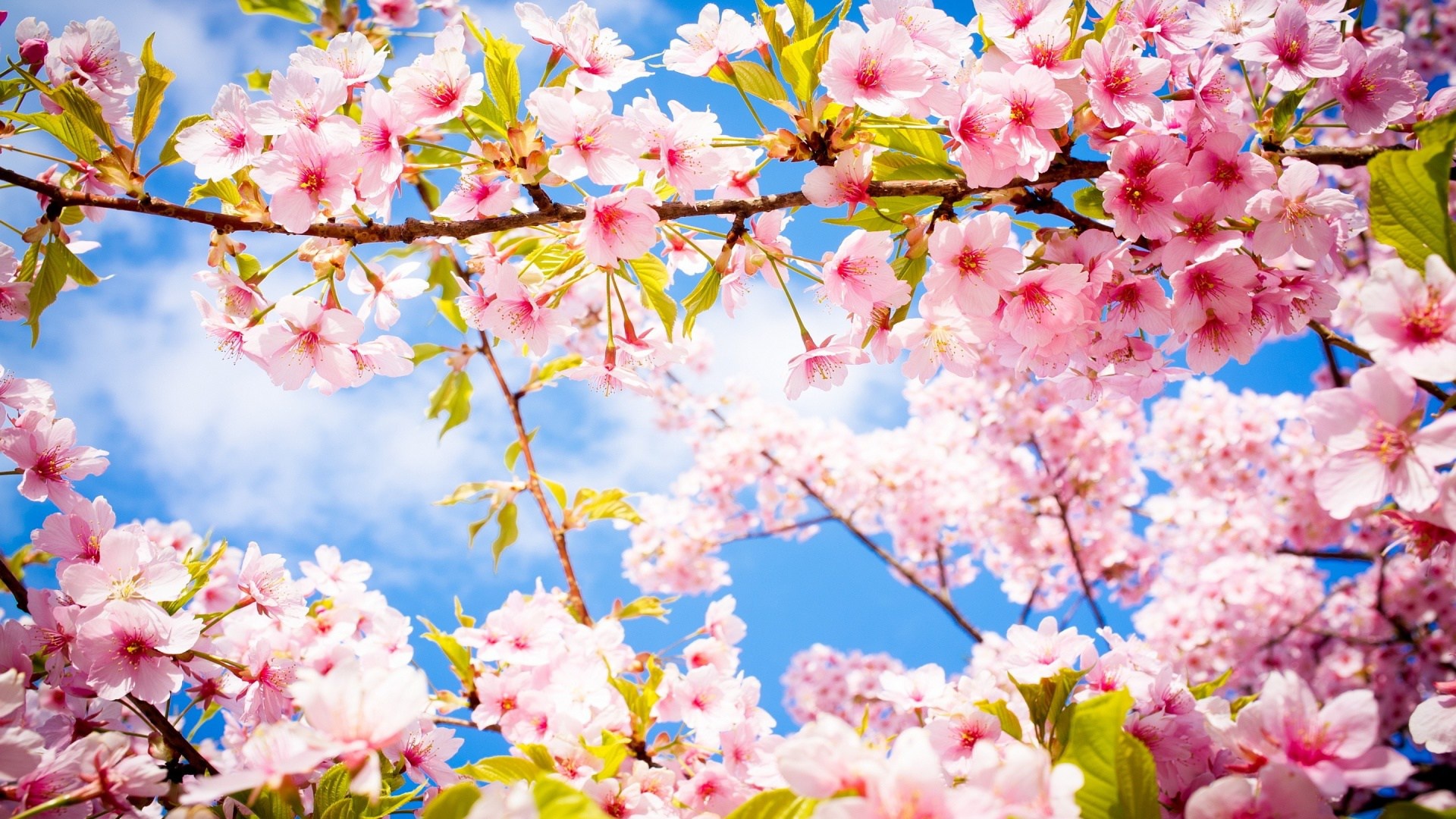 Spring Hd Wallpapers